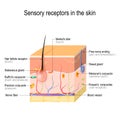 Sensory receptors in the skin