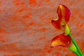 Pair of entwined flaming calla lilies on abstract orange color backdrop