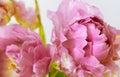 Sensual composition with peony-shaped pink tulips on a white background.