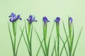 Sensual flowers of fresh blue daffodils on light green background top view copy space