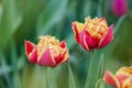 Sensual Golddust. Orange double petal tulip Royalty Free Stock Photo