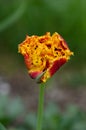 Sensual Golddust. Orange double petal tulip Royalty Free Stock Photo