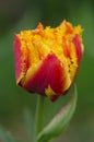 Sensual Golddust. Orange double petal tulip Royalty Free Stock Photo