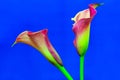 Beautiful blooming romantic pair of dual color calla lilies