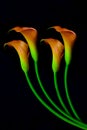 Pairs of orange mini calla lillies against black background Royalty Free Stock Photo