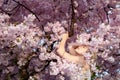 Sensual portrait of a young woman in the middle of the pink blossoms of a blossoming tree