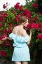 Sensual attractive redhead girl wearing stylish blue light dress smelling blooming roses in the garden. View from back. Outdoor Royalty Free Stock Photo