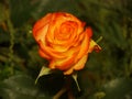 A sensual rose orange