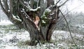 Sensual, seductive beautiful mature sexy redhead woman fairy hides in winter wonderland in an old willow tree