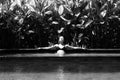 Sensual young woman relaxing in outdoor spa infinity swimming pool surrounded with lush tropical greenery of Ubud, Bali