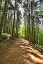 path in the Larch forest