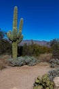 The Symbol of American Southwest, Saguaro Cacti at Saguaro National Park Royalty Free Stock Photo