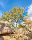 Sentinel Pine, Wolf Rock, Catoctin Mountain Park, MD Royalty Free Stock Photo
