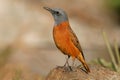 Sentinel rock thrush Royalty Free Stock Photo