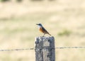 A sentinel rock thrush, Monticola explorator, perched on a post with barbed wire Royalty Free Stock Photo