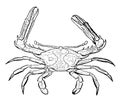 Sentinel Spinous Crab, vintage illustration Royalty Free Stock Photo