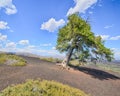 Sentinel Tree, Inferno Cone, Craters Of The Moon National Monument, ID Royalty Free Stock Photo