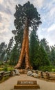 Sentinel Tree - Sequoia National Park