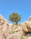 Sentinel tree, Teutonia Peak Trail, Mojave National Preserve, CA