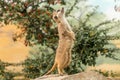 Meerkat standing guard on stone with green bush on background Royalty Free Stock Photo