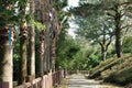 Seogwipo Chilsimni Poetry Park Olle trail green forest road in Jeju island, Korea