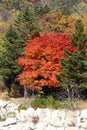 Seoraksan maple tree