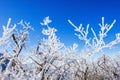 Seoraksan mountains is covered by morning fog in winter, Korea. Royalty Free Stock Photo