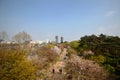 Seoul Forest park during sakura blossom