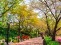 SEOUL, KOREA - APRIL 17, 2018: Lotte World Seokchon Lake park and cherry blossom in Summer seasson in Seoul, South Korea on April Royalty Free Stock Photo