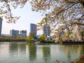 SEOUL, KOREA - APRIL 17, 2018: Lotte World Seokchon Lake park and cherry blossom in Summer seasson in Seoul, South Korea on April Royalty Free Stock Photo