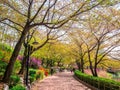 SEOUL, KOREA - APRIL 17, 2018: Lotte World Seokchon Lake park and cherry blossom in Summer seasson in Seoul, South Korea on April Royalty Free Stock Photo