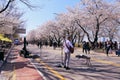 Alley of blooming cherry trees in Seoul, Korea