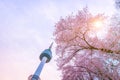 Seoul tower at Spring time with cherry blossom tree in full bloom, south Korea. 4k timelapse Royalty Free Stock Photo