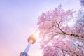 SEOUL, KOREA - April 13, 2019: Seoul tower at Spring time with cherry blossom tree in full bloom, south Korea. 4k timelapse Royalty Free Stock Photo