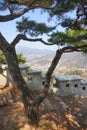 City fortress wall, pine trees, mountain view.