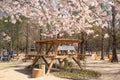 Seoul,South Korea-April 2020: Huge wooden bench under the cherry blossom tree at Seoul Forest Park