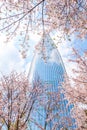 Seoul,South Korea-April 2019: Look up view of Lotte World Tower surrounded by pink cherry blossoms trees on spring time. The