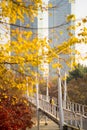 Seoul, South Korea-November 2020: Korean Man crossing a bridge with red maple trees and yellow ginkgo biloba trees at Seoul Forest