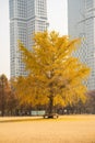 Seoul,South Korea-November 2020: Mother and son walking holding hands in front of a huge yellow ginkgo biloba tree at Seoul Forest