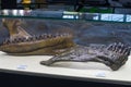 the Mandible fossil of dinosaur in Seodaemun Museum of Natural History