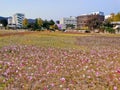 SEOUL, SOUTH KOREA - OCTOBER 25, 2022: Cosmos flowers plant farm with different colours in the middle of Seoul city metropolitan Royalty Free Stock Photo