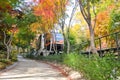 SEOUL, SOUTH KOREA - OCTOBER 27, 2022: Hwadam Forest Botanic Garden small shuttle train car with maple leaves trees in deep forest