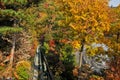 SEOUL, SOUTH KOREA - OCTOBER 27, 2022: Hwadam Forest Botanic Garden small shuttle train car metal railway to Red Orange maple