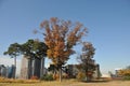 SEOUL, SOUTH KOREA - OCTOBER 25, 2022: Namson Park Mountain in the morning with various trees foliage in Autumn. There are many Royalty Free Stock Photo