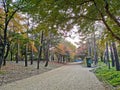 SEOUL, SOUTH KOREA - OCTOBER 27, 2022 Small dirt walkway and Fall maple leaves foliage in orange and green colour in deep forest