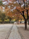 SEOUL, SOUTH KOREA - OCTOBER 27, 2022 Small stone walkway and Fall maple leaves foliage in orange and green colour in deep forest Royalty Free Stock Photo