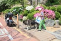 Plant, flower, tree, vehicle, garden, recreation, sidewalk, walkway, shrub, dog, breed, group