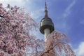 Seoul tower with cherry blossom Seoul,South Korea. Royalty Free Stock Photo