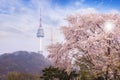 seoul tower, city in spring with cherry blossom tree in full bloom, south korea. Royalty Free Stock Photo