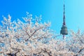Seoul tower and pink cherry Blossom. Royalty Free Stock Photo